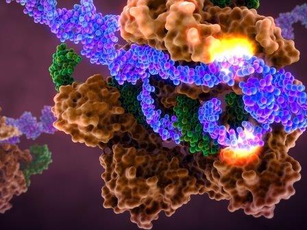 Представители Университета Пенсильвании подтвердили первое в США использование CRISPR-технологии на людях