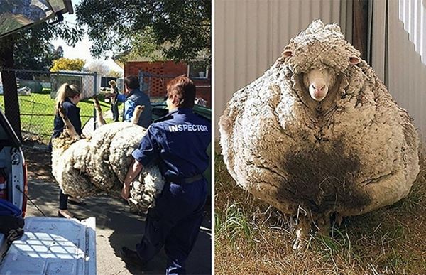 5 лет спустя: как может выглядеть овца, отбившаяся от стада
