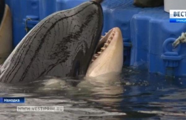 <br />
Зоозащитники выступили против выпуска косаток из «китовой тюрьмы» в бухте Средней<br />
