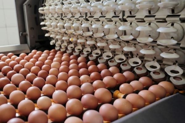 На Новосибирской птицефабрике по производству яиц отказались от антибиотиков