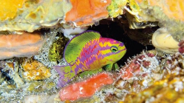 У берегов Бразилии на 120-метровой глубине обнаружили новую и невероятно красивую рыбку