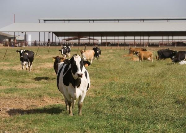 Новые молочные фермы построят в Подмосковье TH True Milk и «ЭкоНива»