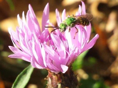 Самцы и самки диких пчел предпочитают разные виды цветов