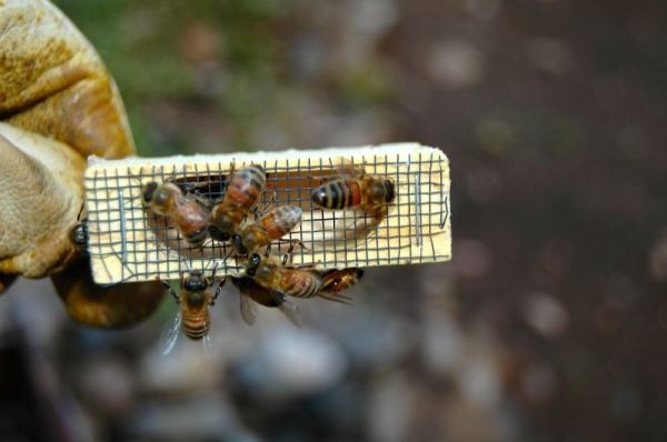 В Пензенской области появился официальный День пчеловода