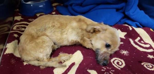 В Индиане мужчина спас щенка, выброшенного под мост со скотчем на мордочке