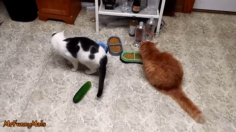 Как кошки воспринимают окружающий мир