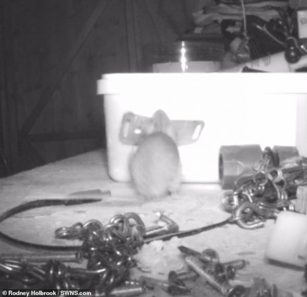 Британец обнаружил в своем сарае очень хозяйственную мышь