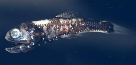 Глубоководные рыбы различают цвета при помощи клеток-палочек