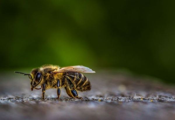 Неоникотиноиды мешают пчелам соблюдать гигиену и стряхивать с себя клещей Варроа