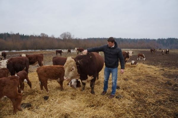 Удмуртия учтет опыт США при развитии мясного скотоводства