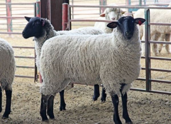 Разведение племенных коз и овец – в нижегородском селе будут производить сыр фета