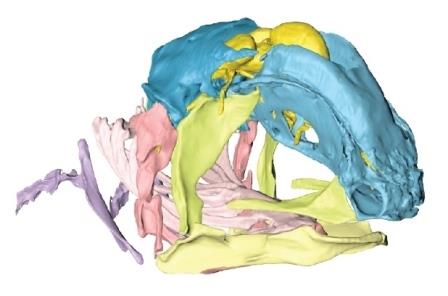Развитие уникального черепа латимерии проследили с помощью новых технологий