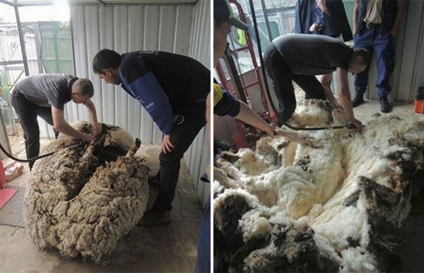 5 лет спустя: как может выглядеть овца, отбившаяся от стада