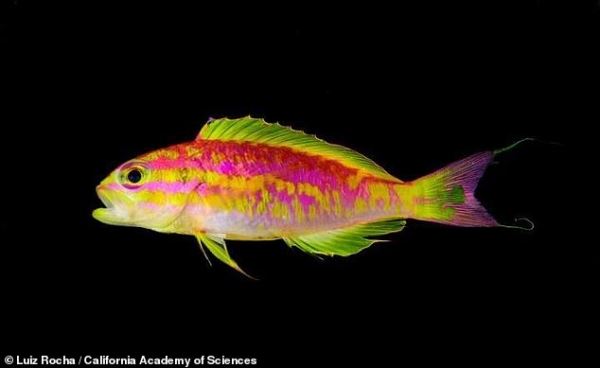 У берегов Бразилии на 120-метровой глубине обнаружили новую и невероятно красивую рыбку