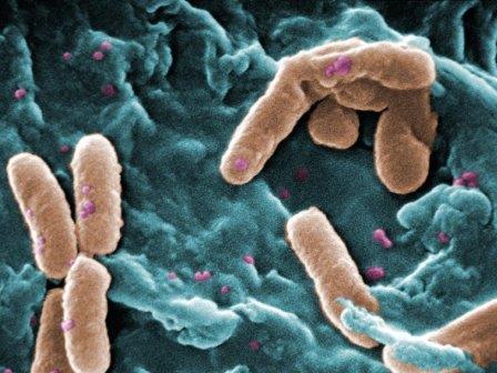 Генная инженерия превратила бактерию в живой спидометр